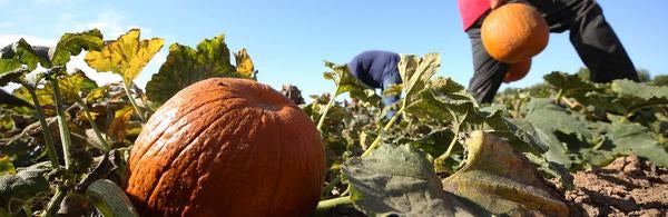 Pumpkin picking in UCR's R'Garden