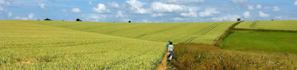 crops growing