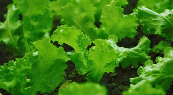 Greens in field