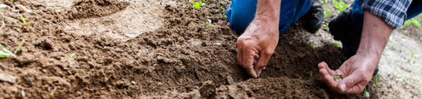 man planting seeds (c) pexels