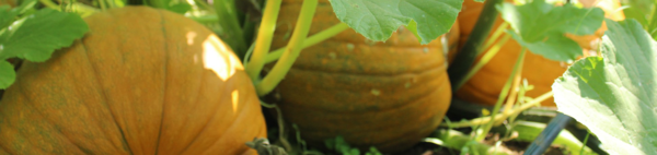 pumpkins on the vine