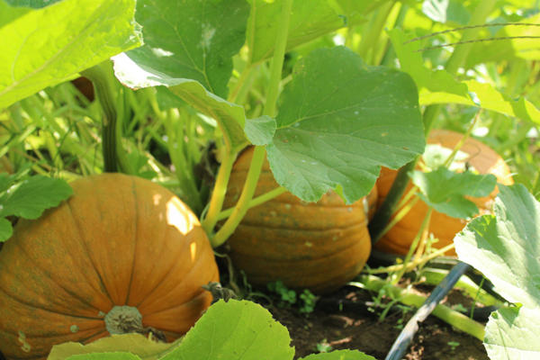 pumpkins on the vine