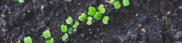 young sprouts (c) pexels