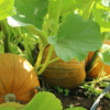 pumpkins on the vine