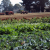 Vegetables growing in a field with tractors behind