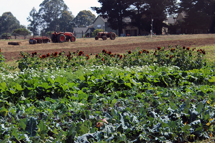 Vegetables growing in a field with tractors behind